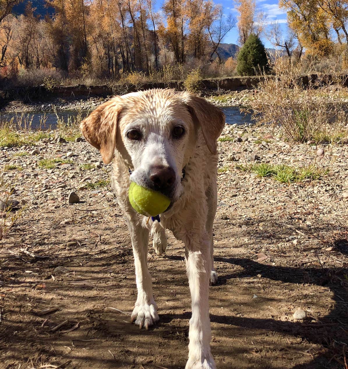 Maggie - with a tennis ball